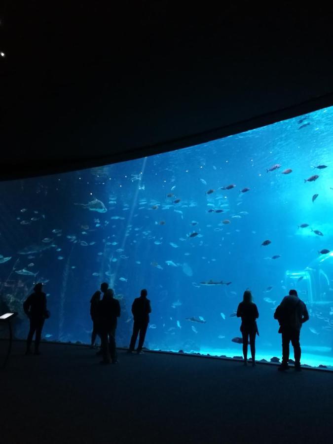 Las Canteras Aquarium Лас Палмас де Гран Канария Екстериор снимка